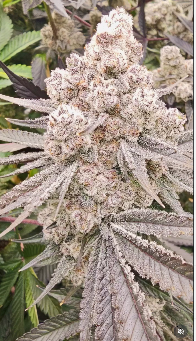 Super Boof Cherry #26 X Sherbacio