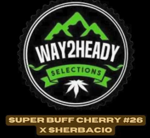 Super Boof Cherry #26 X Sherbacio